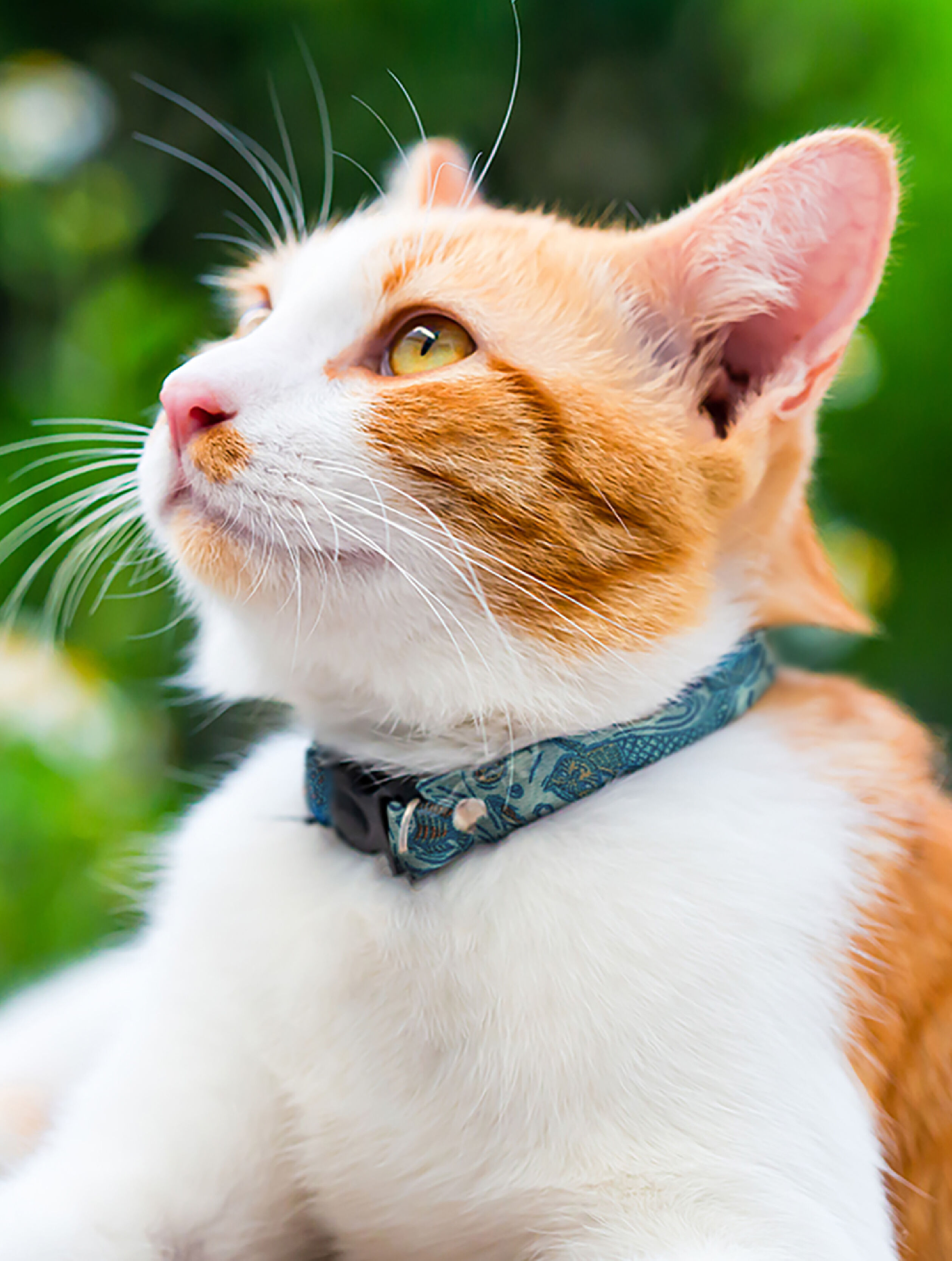 cat wearing Mud Bay MerPets pattern collar